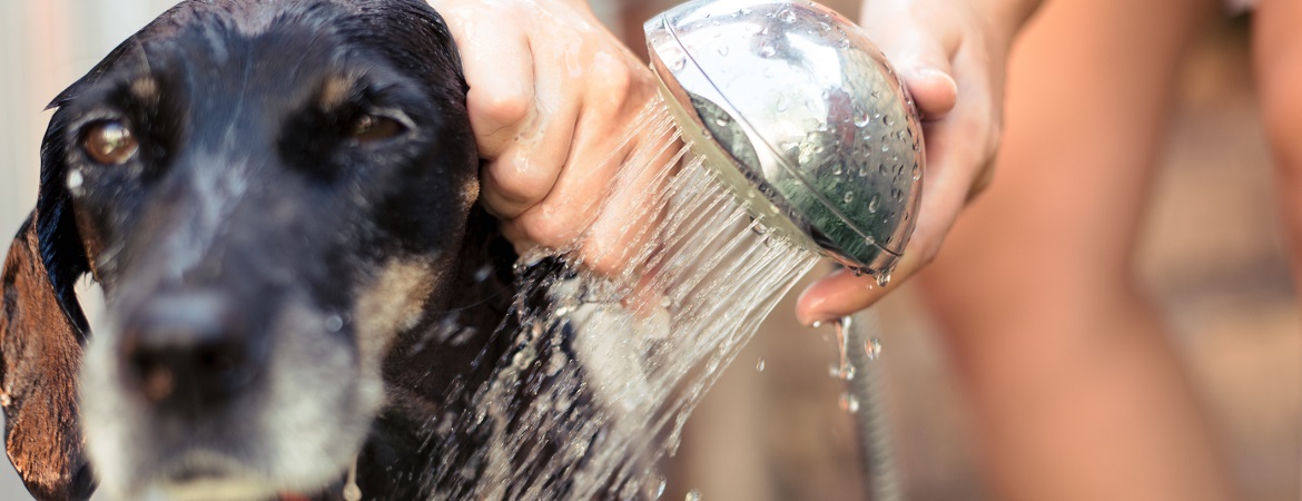 dog wash